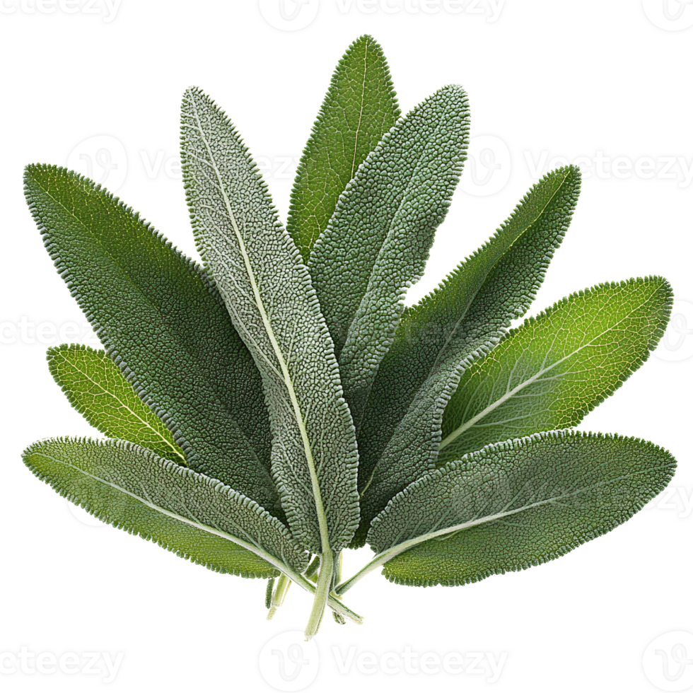 Sage leaves bunch green herbal plant on transparent background png