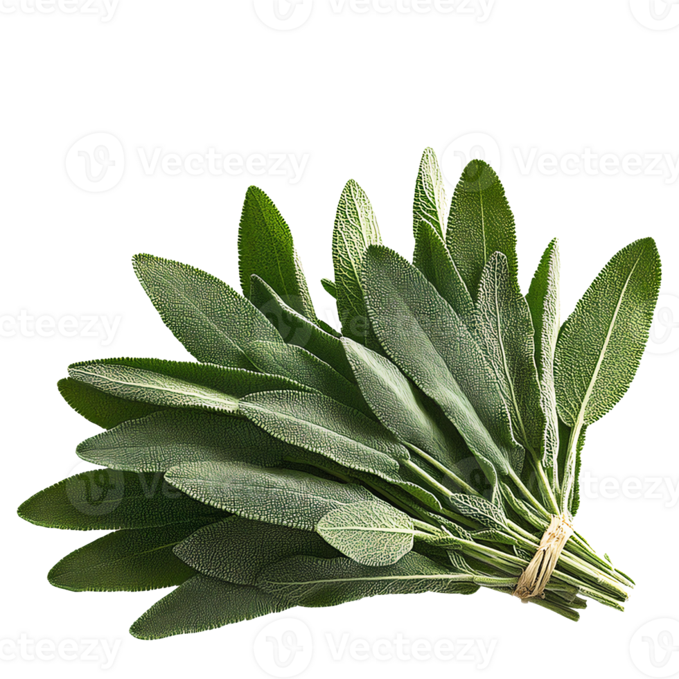 Sage leaves bunch on transparent background png