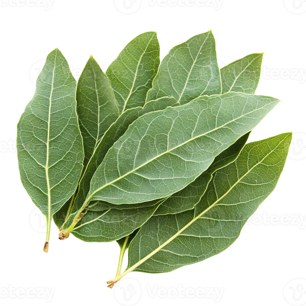 Bay leaves bunch green on transparent background png