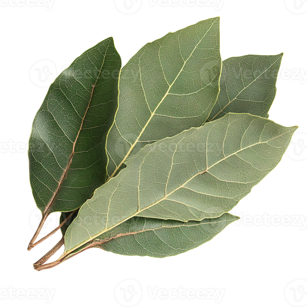 Bay leaves on transparent background green spice herb png