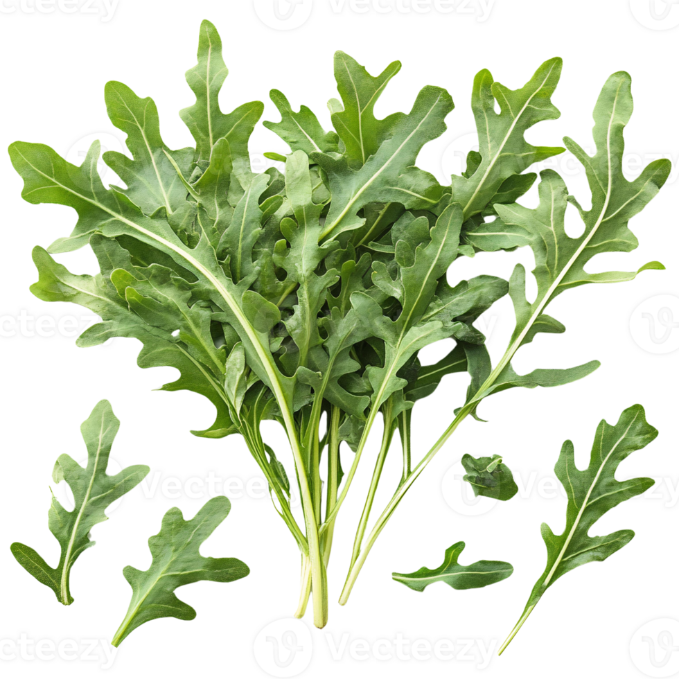 Fresh green rocket leaves on transparent background png