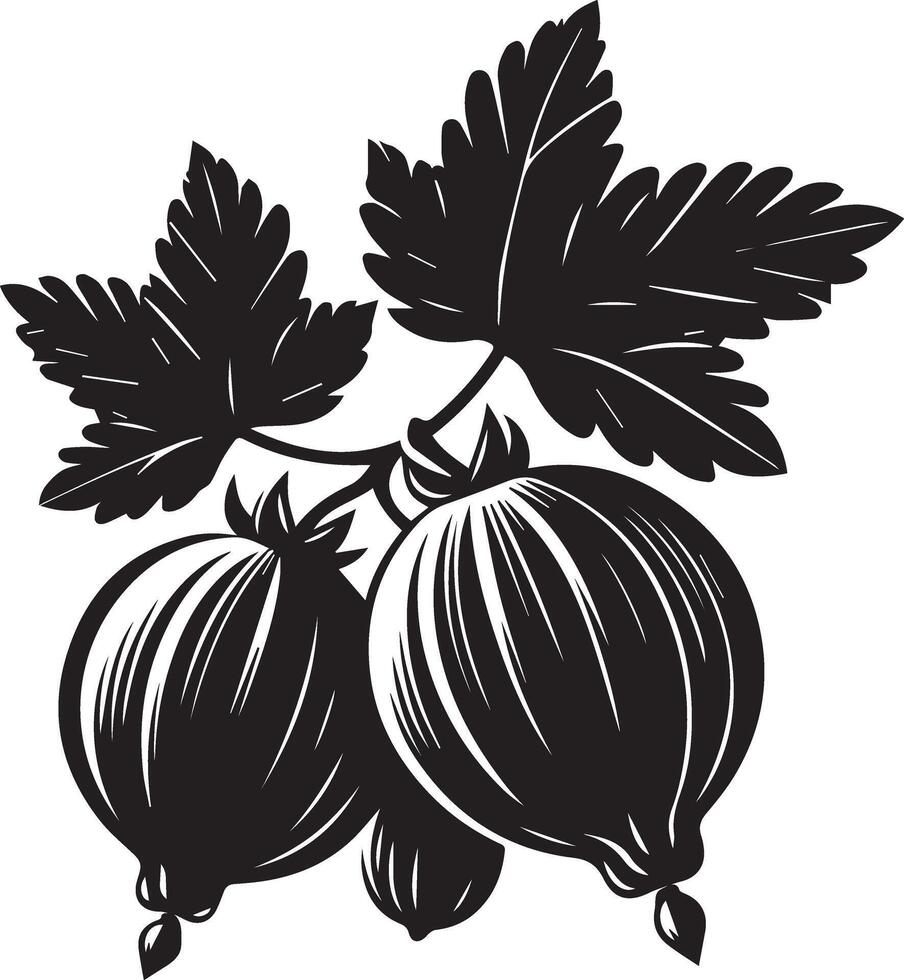 Ceylon Gooseberry Silhouettes and white background vector