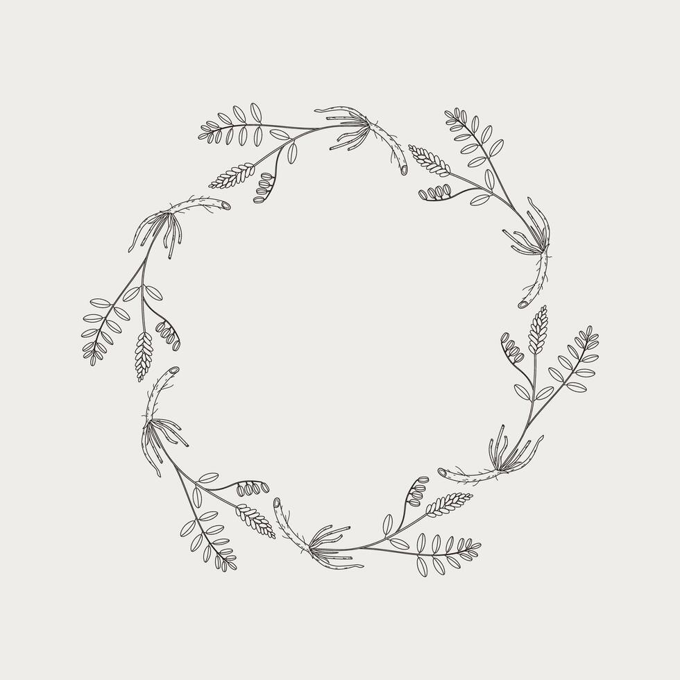 Illustration of frame with Licorice herbaceous plant and dry roots. Hand drawn border with medical aromatic branch Glycyrrhiza echinata. Design element for logo, print, sign, label, card vector