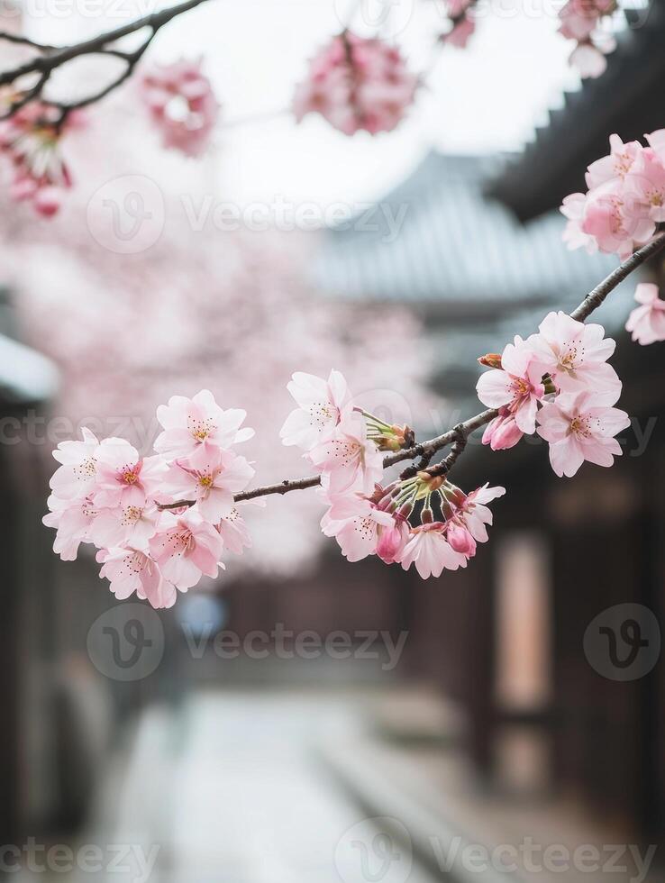 Tranquil sakura branch close up in traditional Japanese setting photo