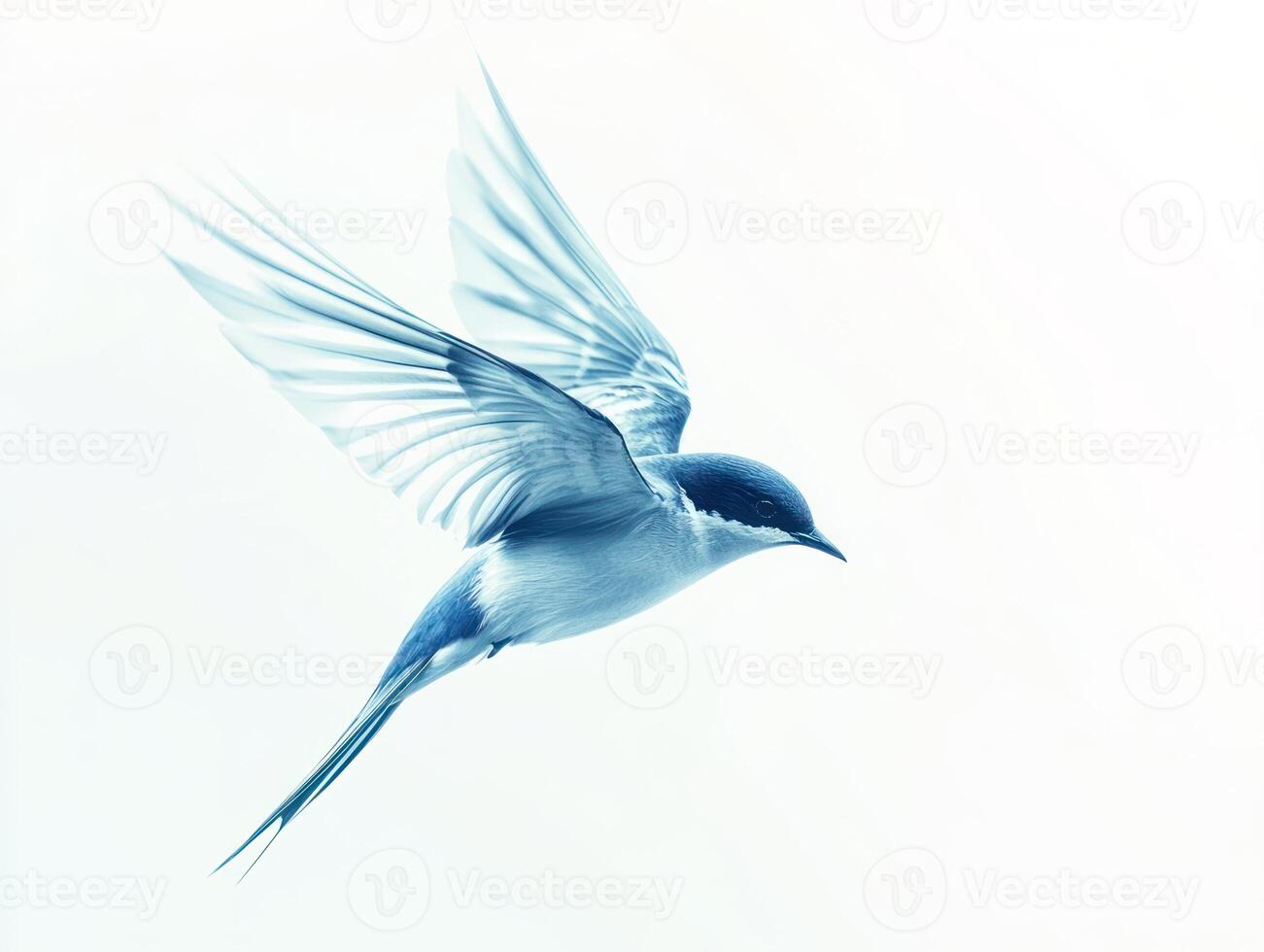 Elegant swallow in flight with smooth glossy feathers on light background photo