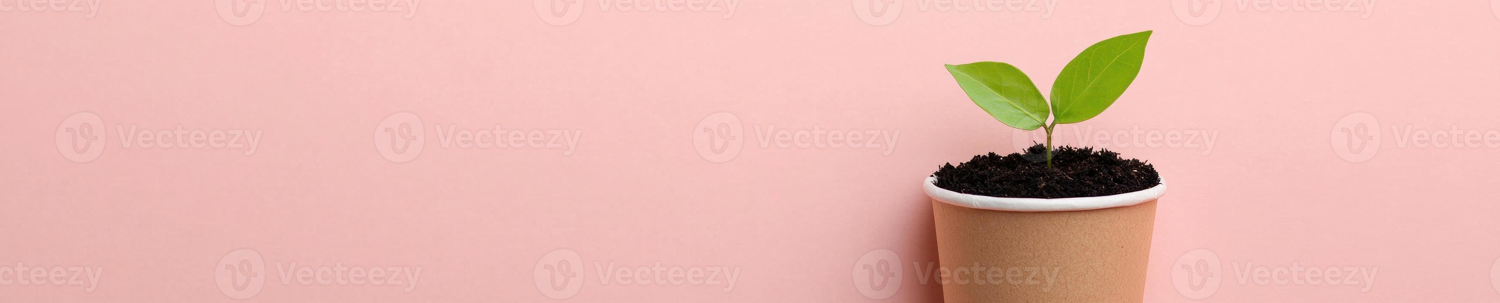 Modern minimalist flat lay of a biodegradable planter on pink background photo