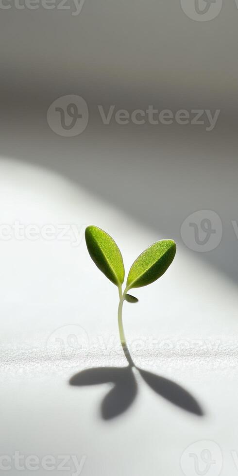 Tiny seedling on smooth white surface symbolizing new beginnings and growth photo