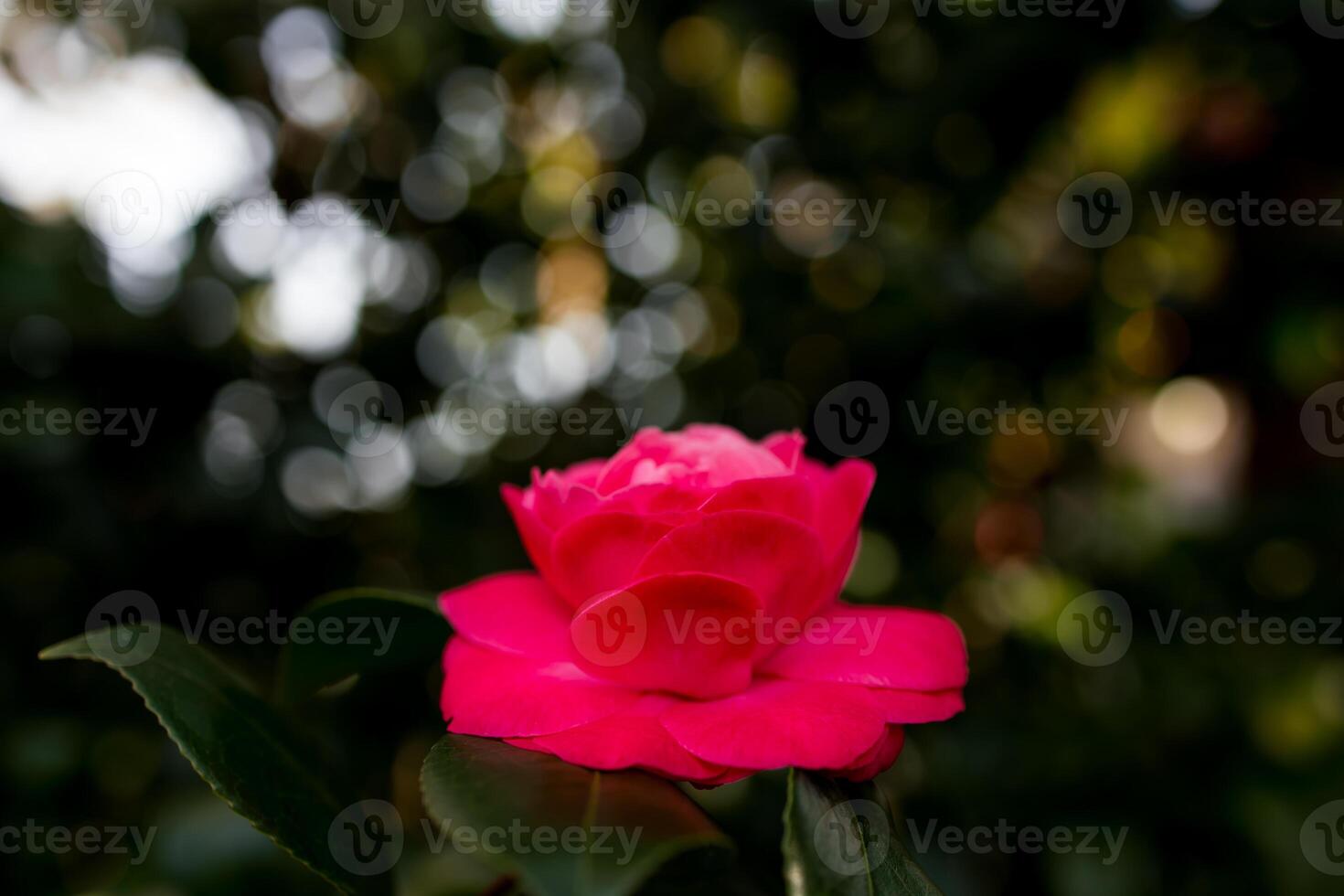 Vibrant pink camellia flower in bloom with lush green bokeh background photo