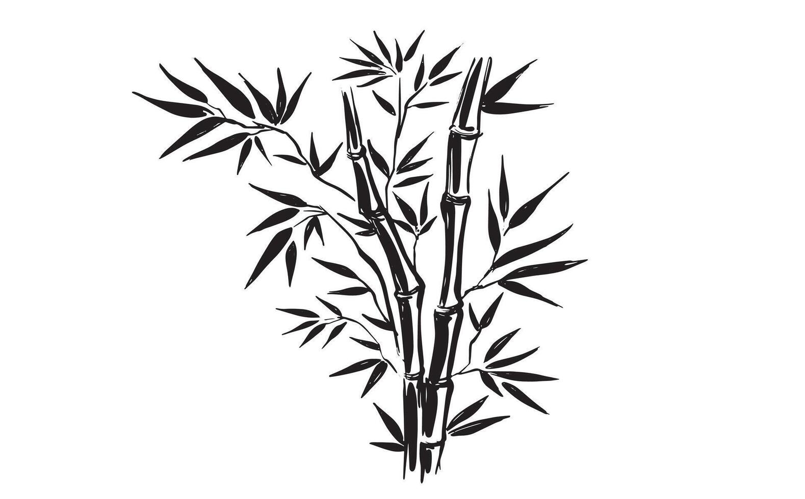 Bamboo tree black on white, Hand drawn style. vector