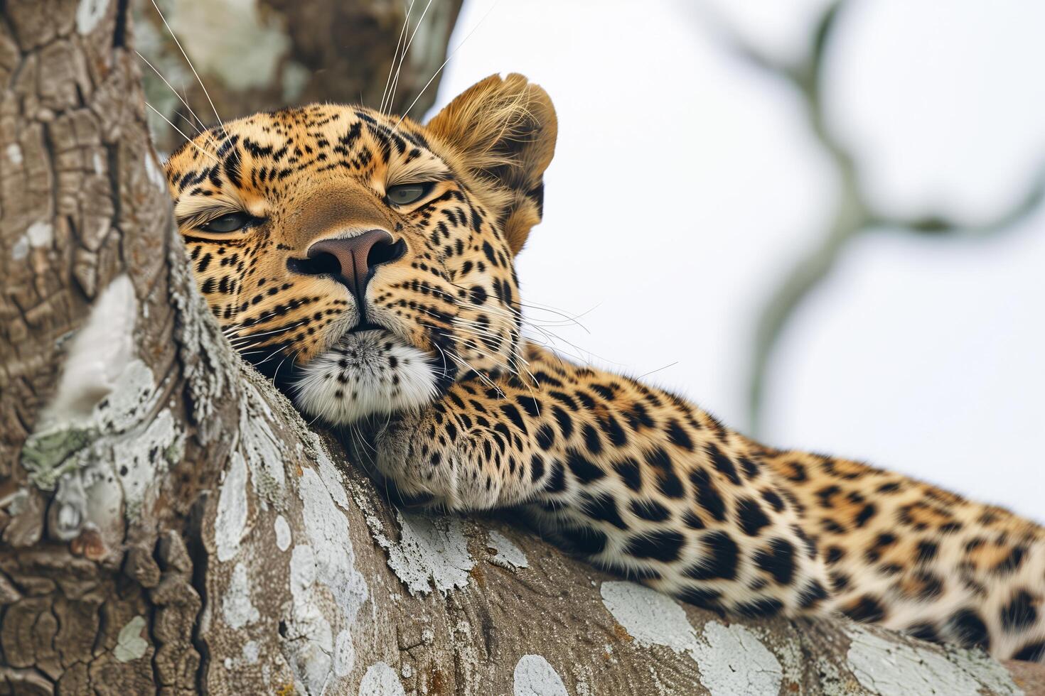 A leopard resting on a tree branch photo