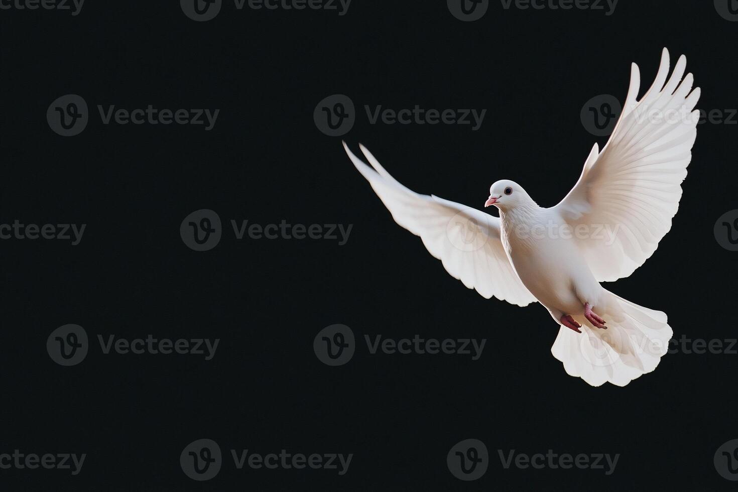 A white dove flying in the air photo