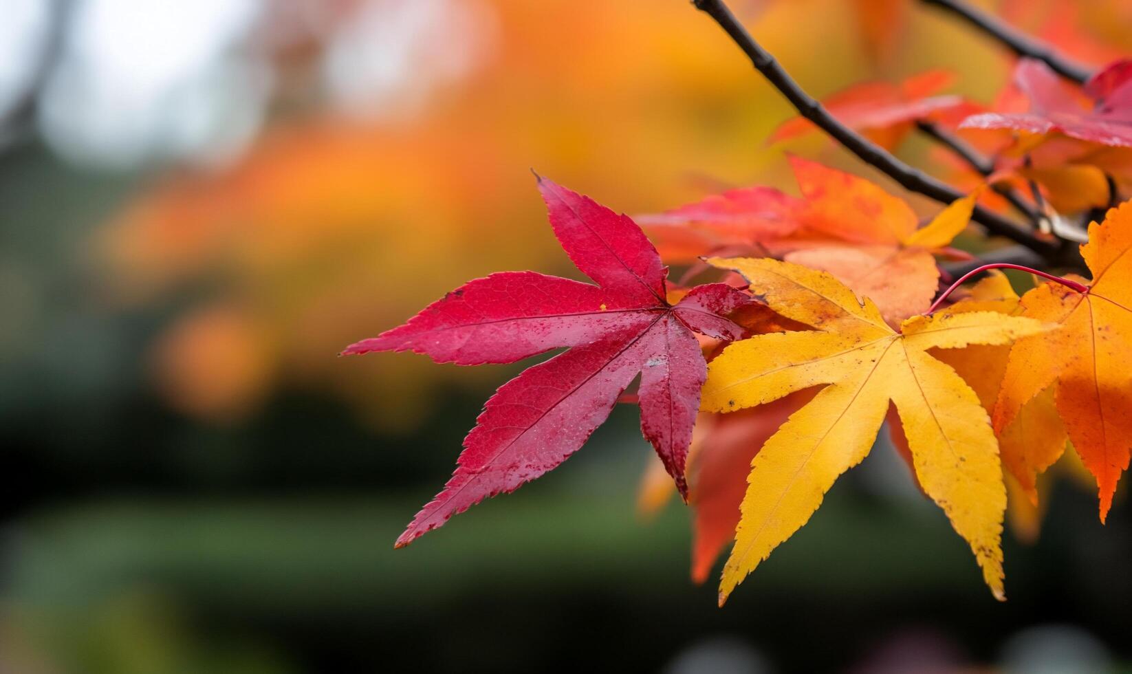 Colorful autumn leaves on a tree branch photo