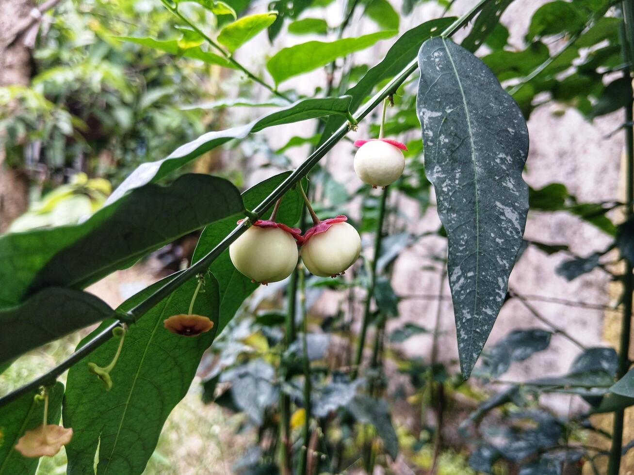 Katuk Sweet Leaf fruits and flowers plant photo