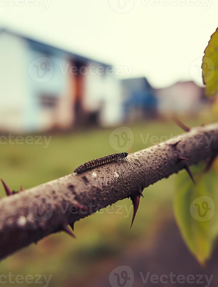 A caterpillar on a branch in front of a house photo