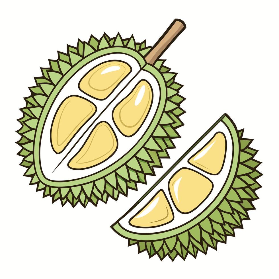 durian fruit white background illustration vector