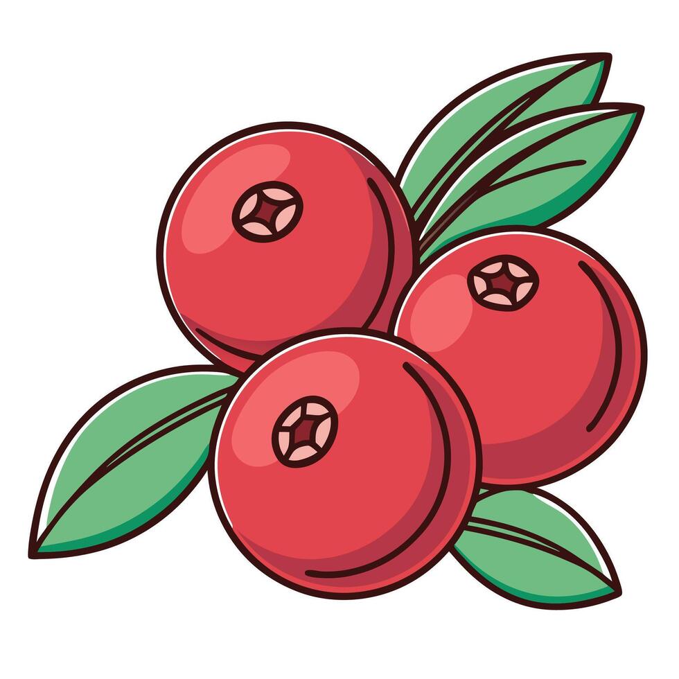 cranberry fruit illustration vector
