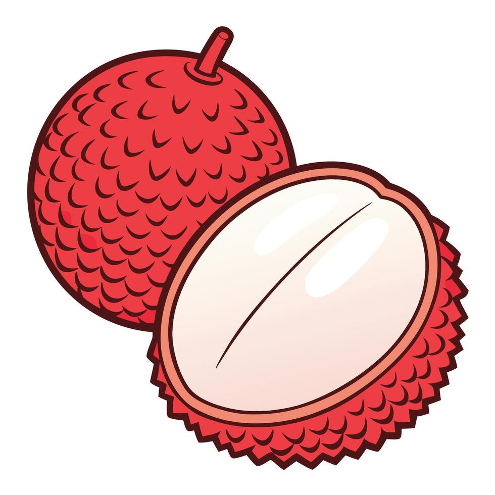an illustration of a red rambutan fruit white background vector