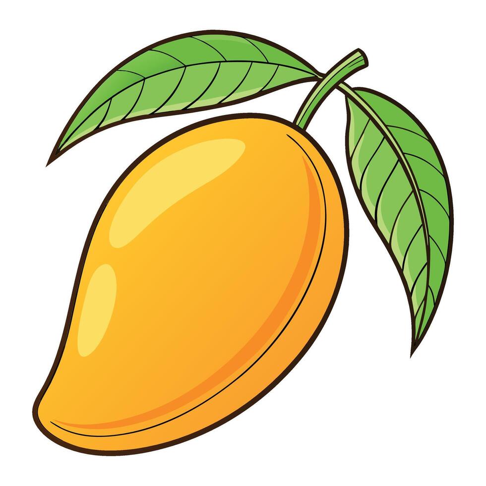 mango fruit white background , illustration vector