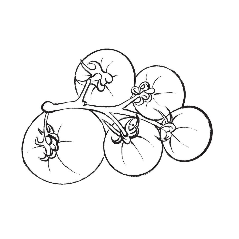Black and white line drawing of a tomato branch. Suitable for culinary projects, packaging, logos, restaurant design, menus, and farm products. vector
