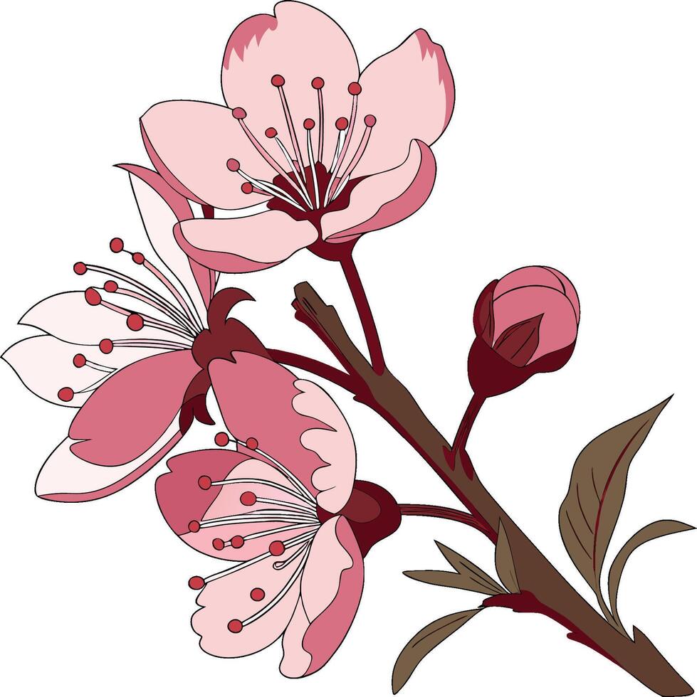 A branch of cherry blossoms with pink flowers vector
