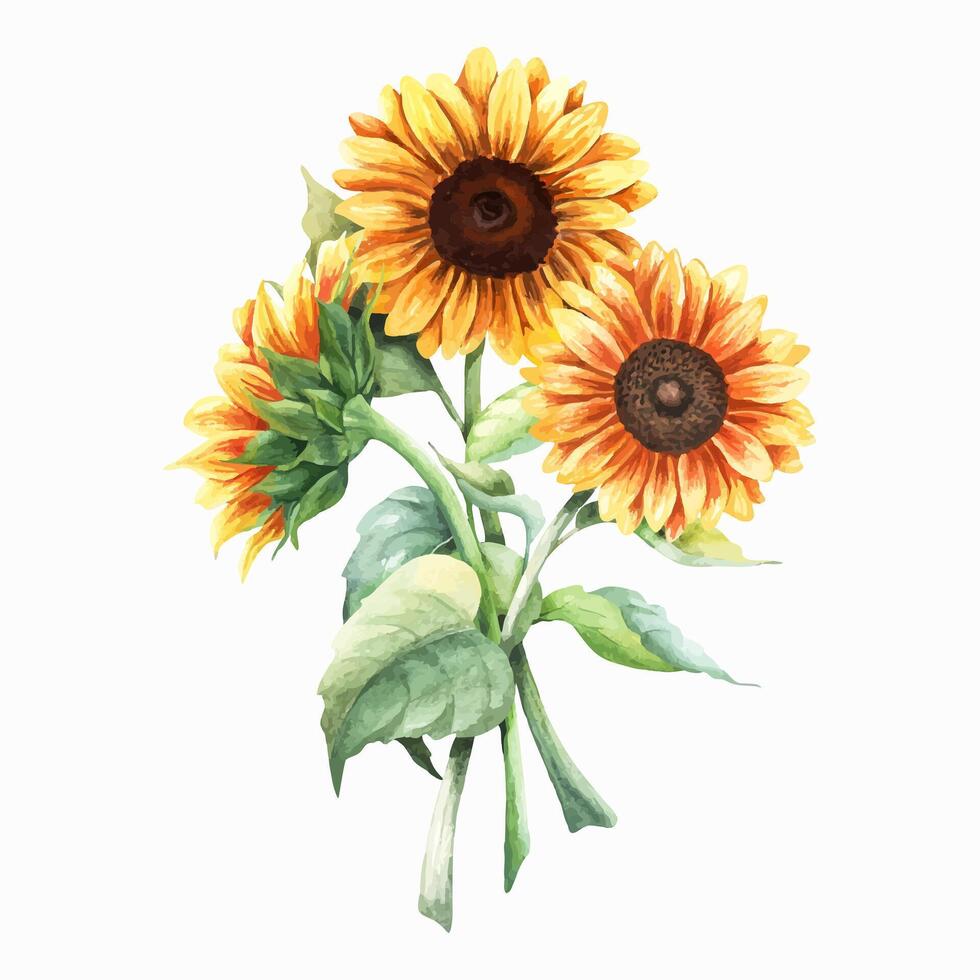 Bouquet of yellow sunflowers, vibrant large annual forb plant. Hand drawn botanical composition. Illustration isolated on white. For clip art cards menu label package vector