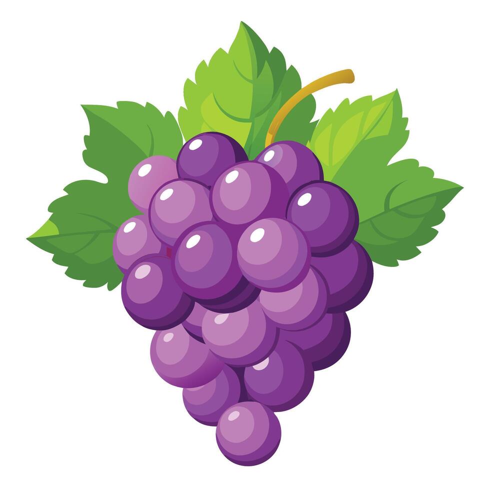 grapes on a white background illustration vector
