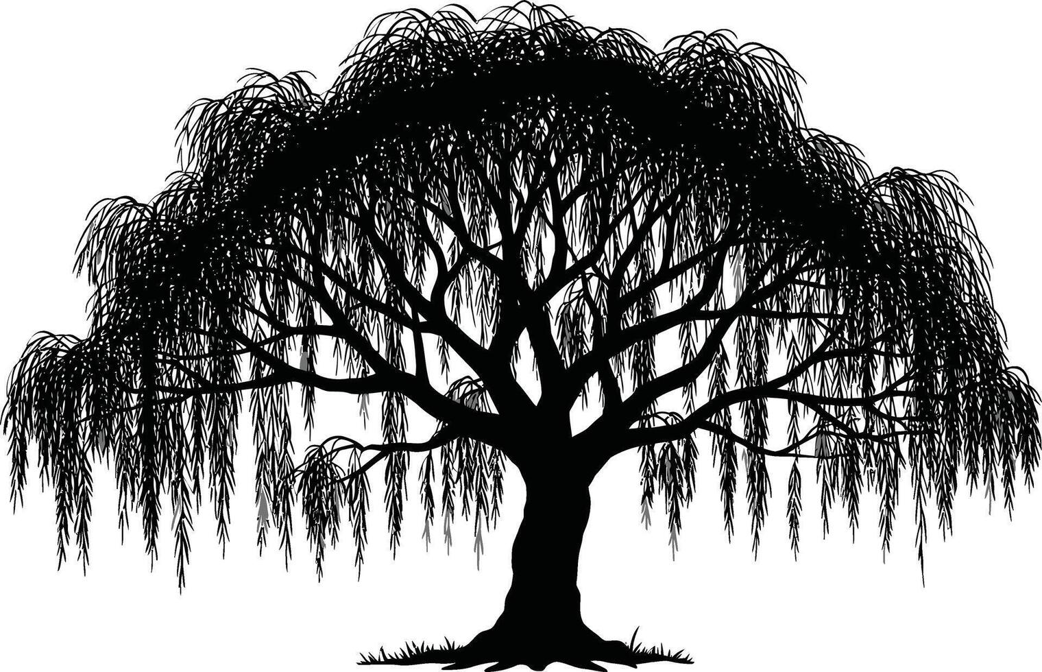 A black and white illustration of a weeping willow tree vector
