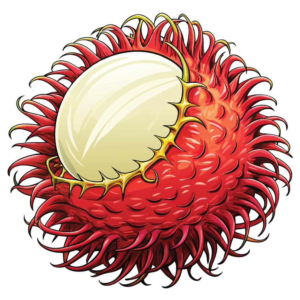 a red rambutan fruit with a white center vector