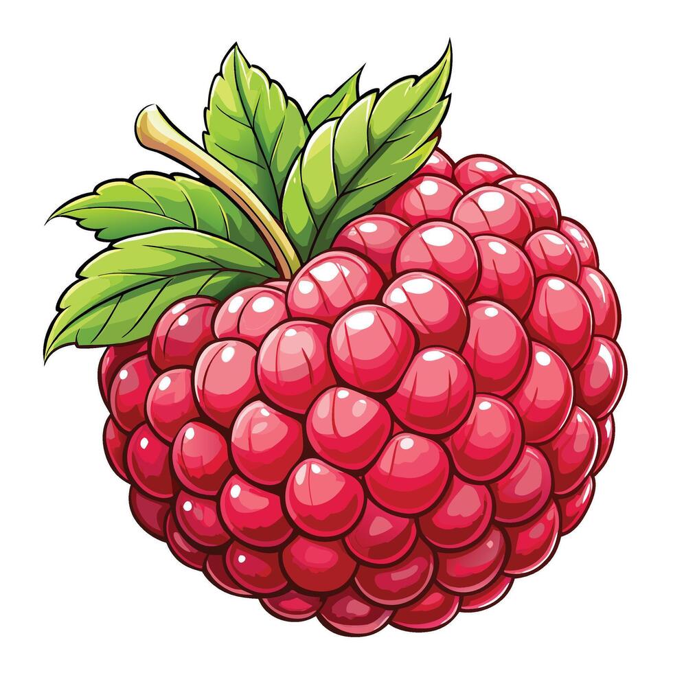 raspberry illustration white background , vector