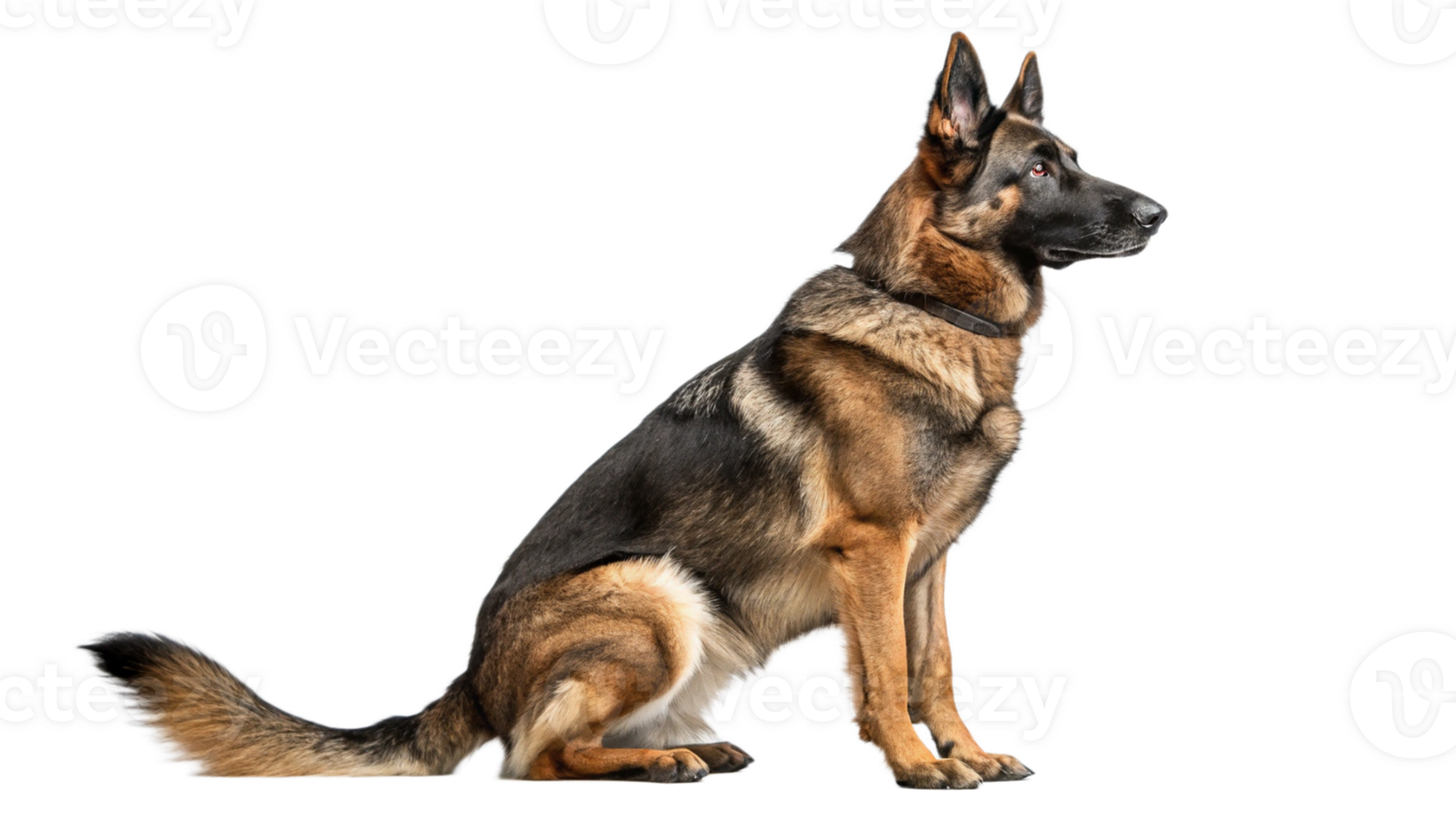 A German shepherd sitting alertly with a transparent background png