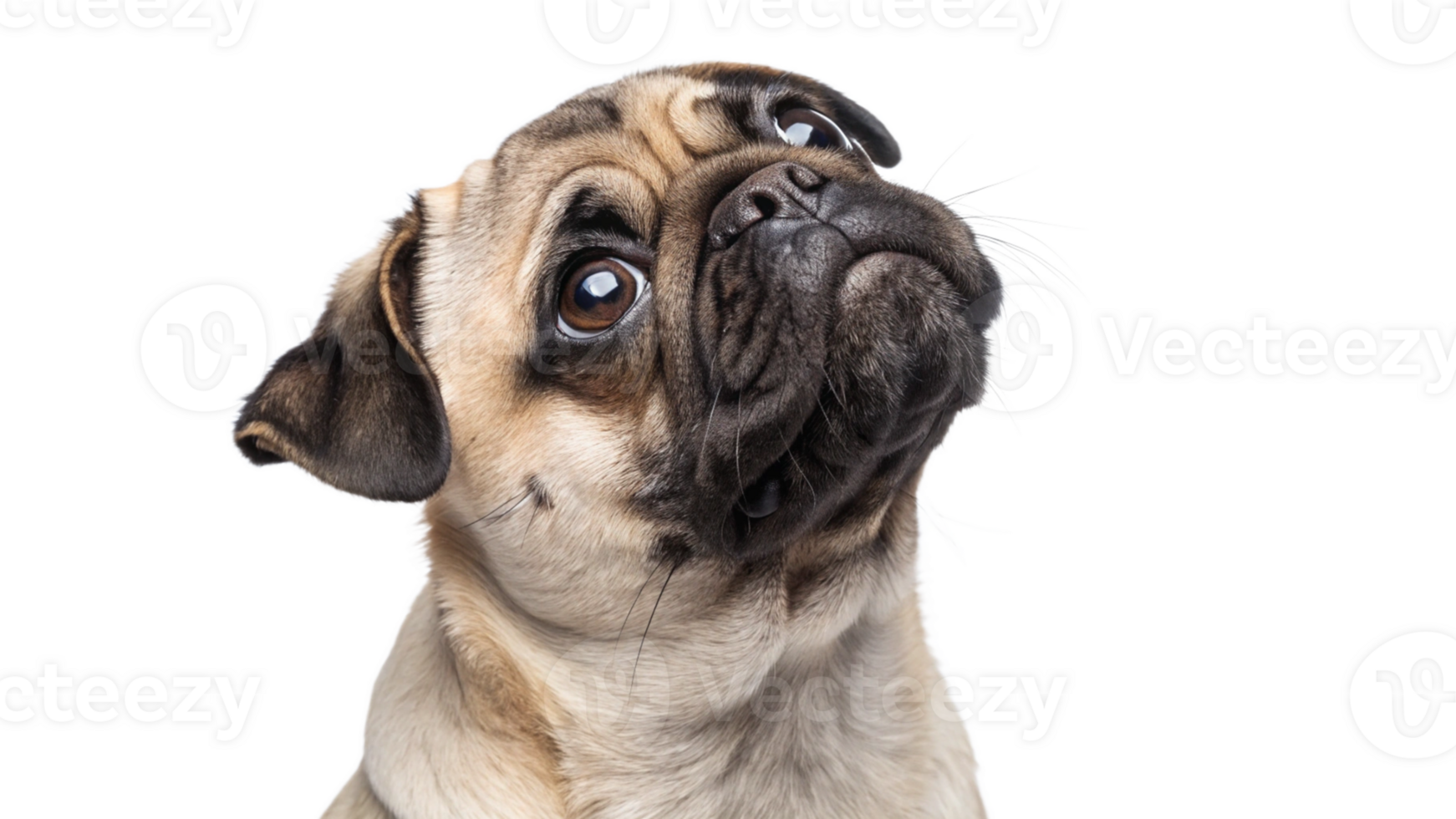 A pug looking up with a curious expression, isolated png