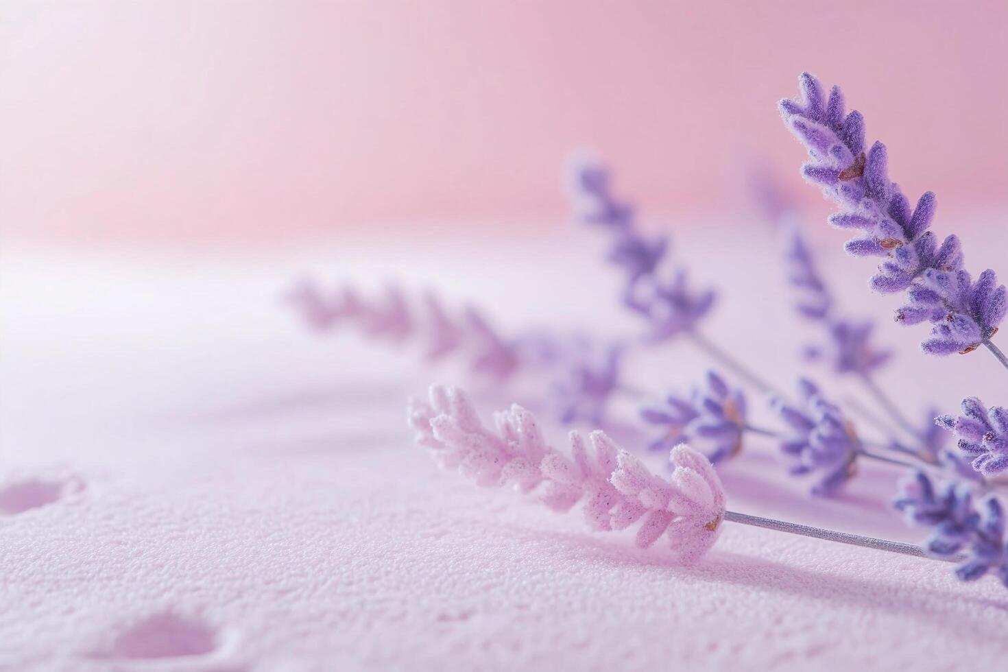 Closeup of Frosted Lavender Flowers on Soft Pink Background for Spa or Aromatherapy Themes photo