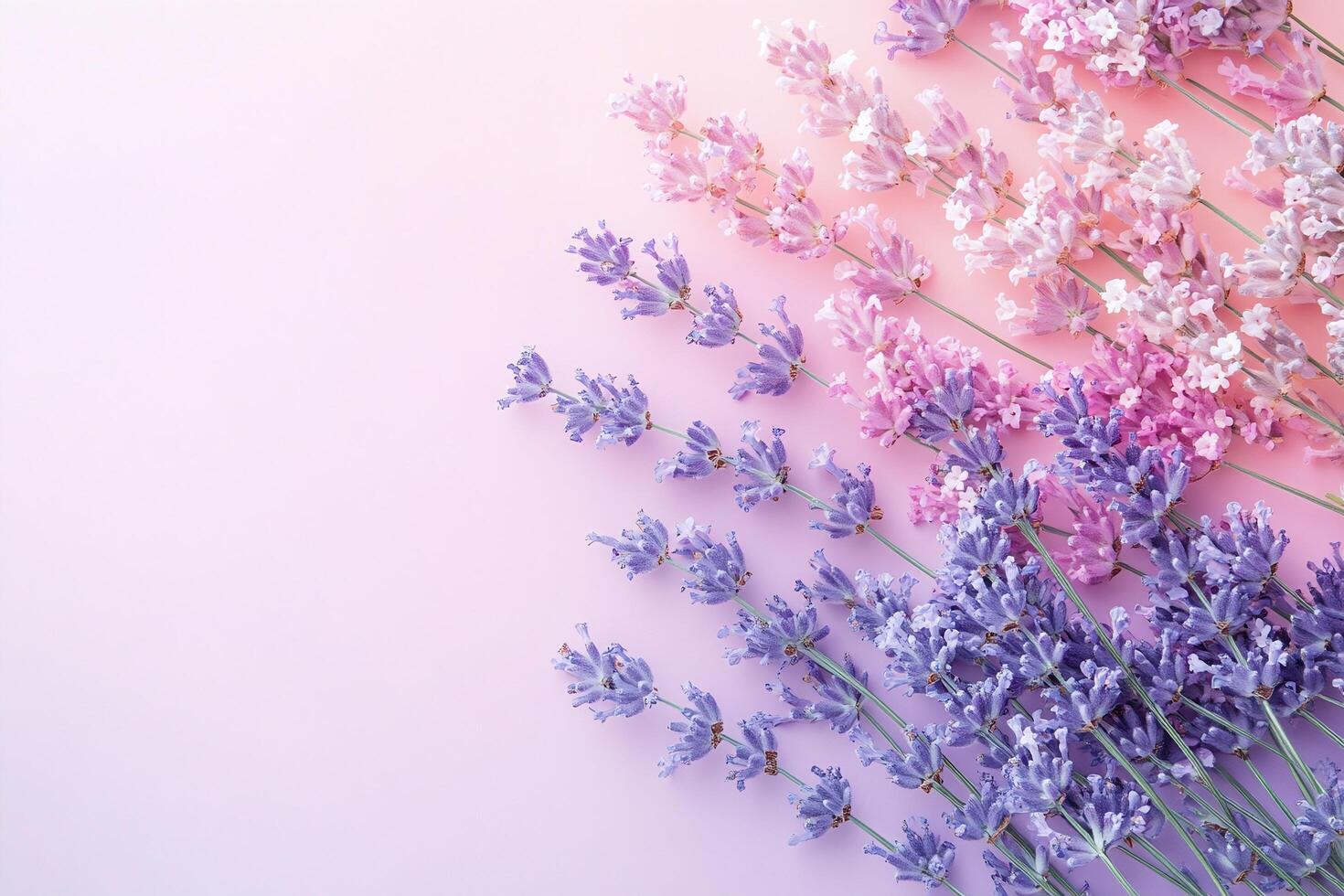 Lavender and Pink Flower Arrangement on Gradient Pastel Background for Aromatherapy and Decor photo