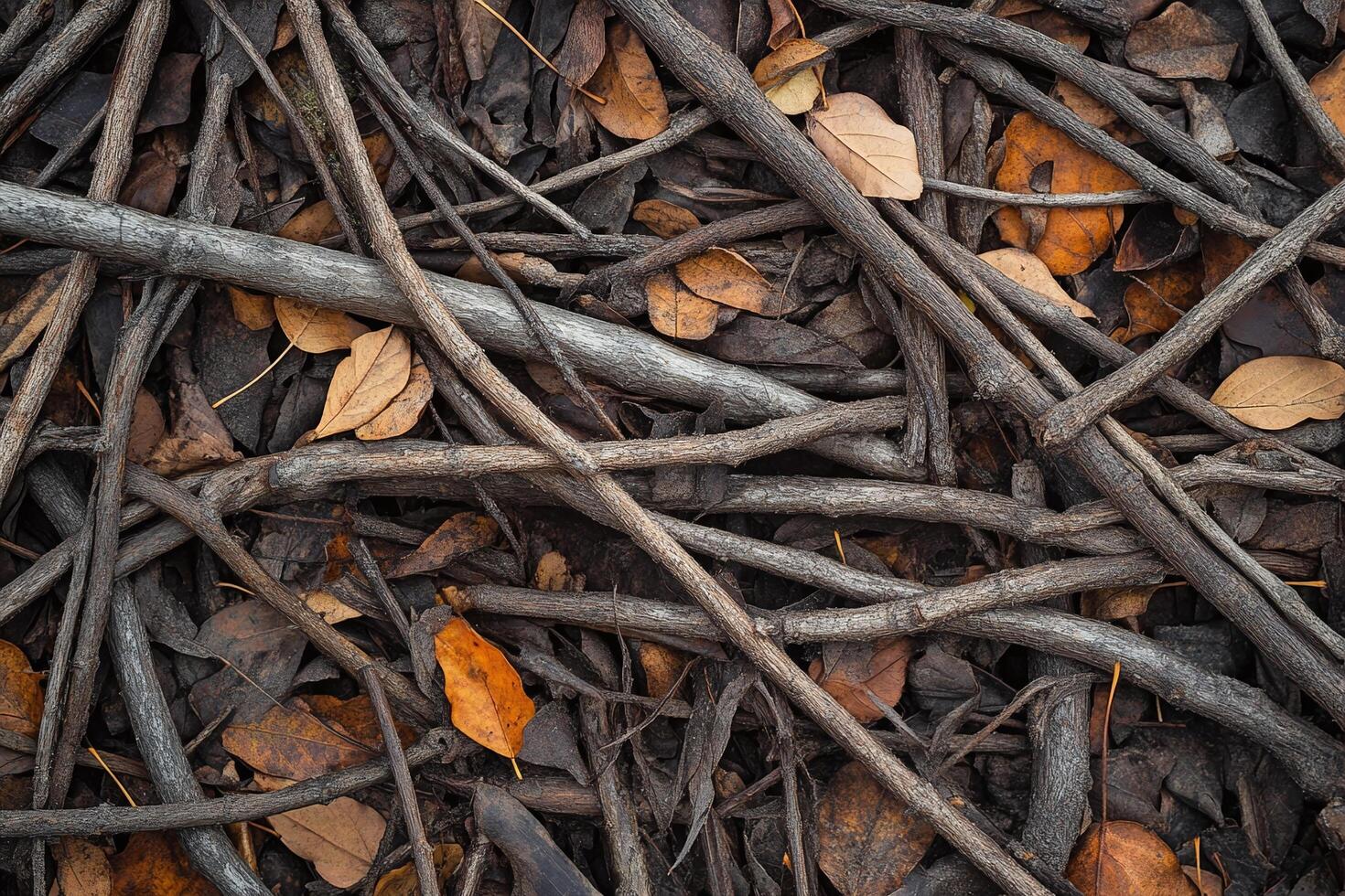 Intertwined Dry Tree Branches and Fallen Brown Leaves in Natural Outdoors Forest Setting photo