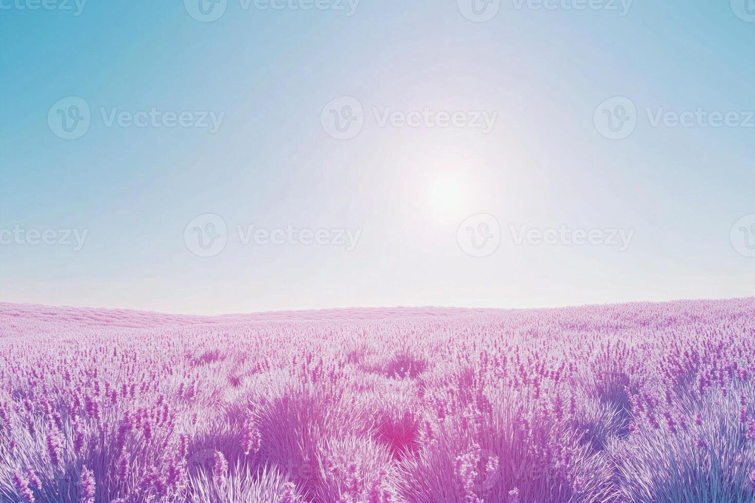Lavender Field Under Clear Blue Sky with Bright Sunlight in a Calm Scenic Landscape for Relaxation and Tranquility photo