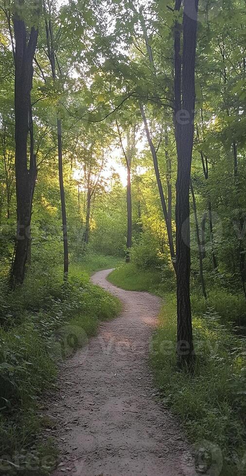 Serene Forest Pathway Surrounded by Green Trees in Natural Sunlight During Summer Morning photo