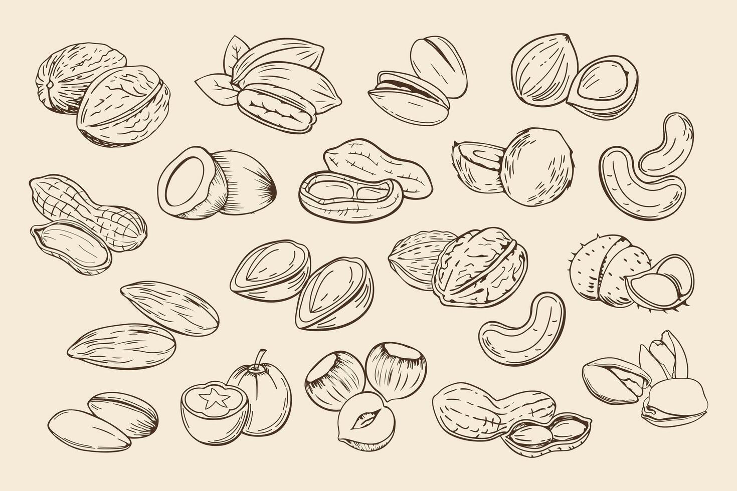 Hand drawn nuts. Set of different nuts. Pistachio, cashew, coconut, hazelnut and macadamia. Illustration in sketch retro style vector