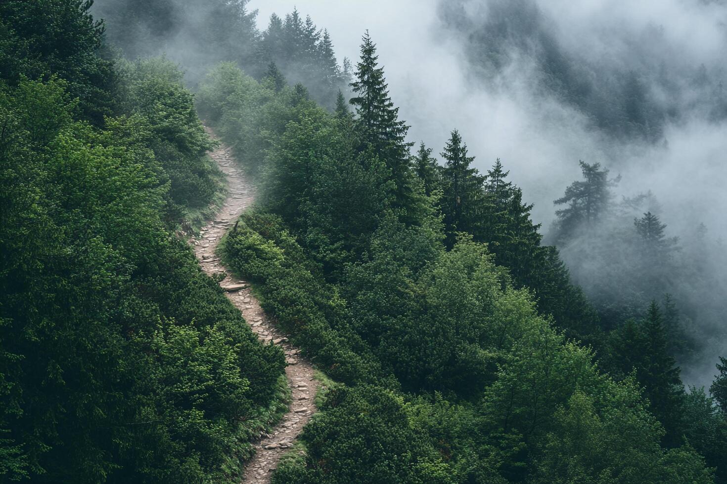 Misty Forest Mountain Trail with Dense Green Trees and Foggy Landscape for Nature Hiking photo