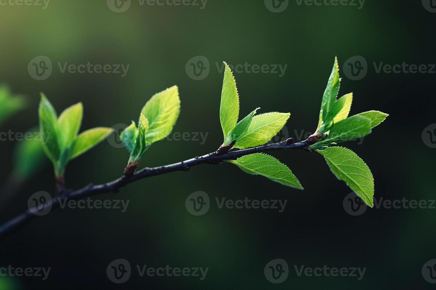 Closeup of Fresh Green Tree Branch with Bright Leaves and Soft Focus Natural Background photo