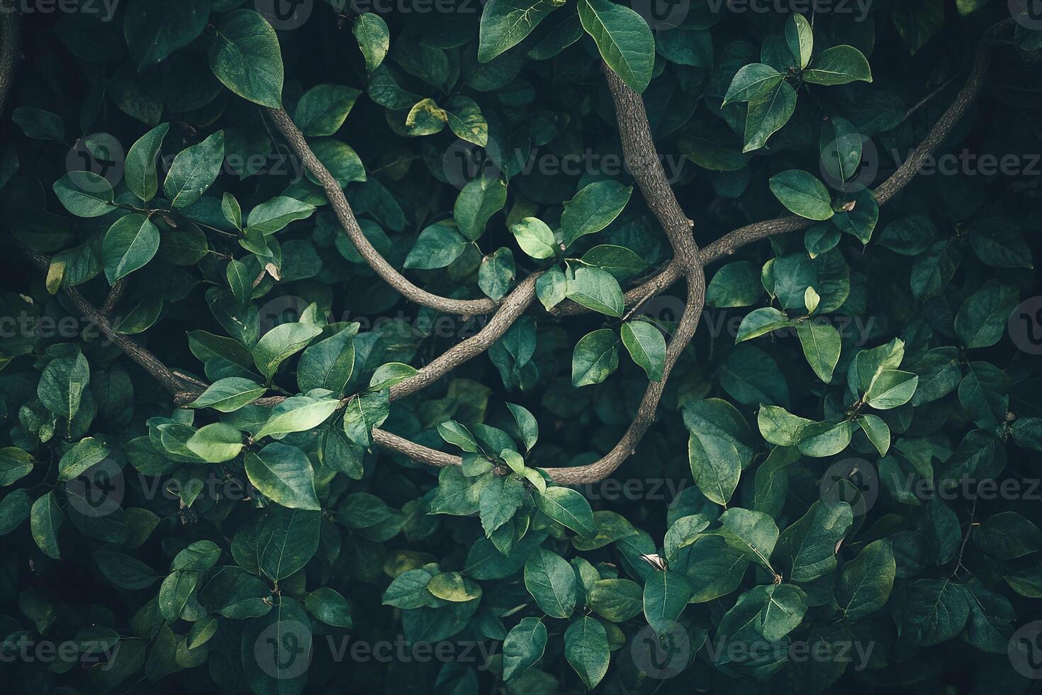 Dense Green Leafy Foliage With Twisting Wooden Branches in Natural Shadowy Background photo