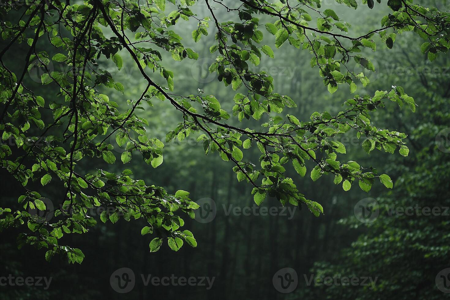 Fresh Green Tree Branches With Dew in Misty Forest During Rainy Day Nature Close Up Scene photo