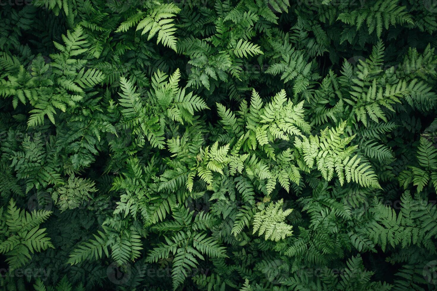 Vibrant Green Fern Leaves Closeup Natural Dense Foliage Pattern Lush Forest Vegetation Background photo