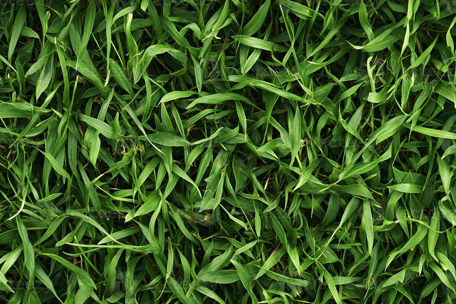 Lush Green Grass Texture Background for Nature Design and Gardening Inspiration photo