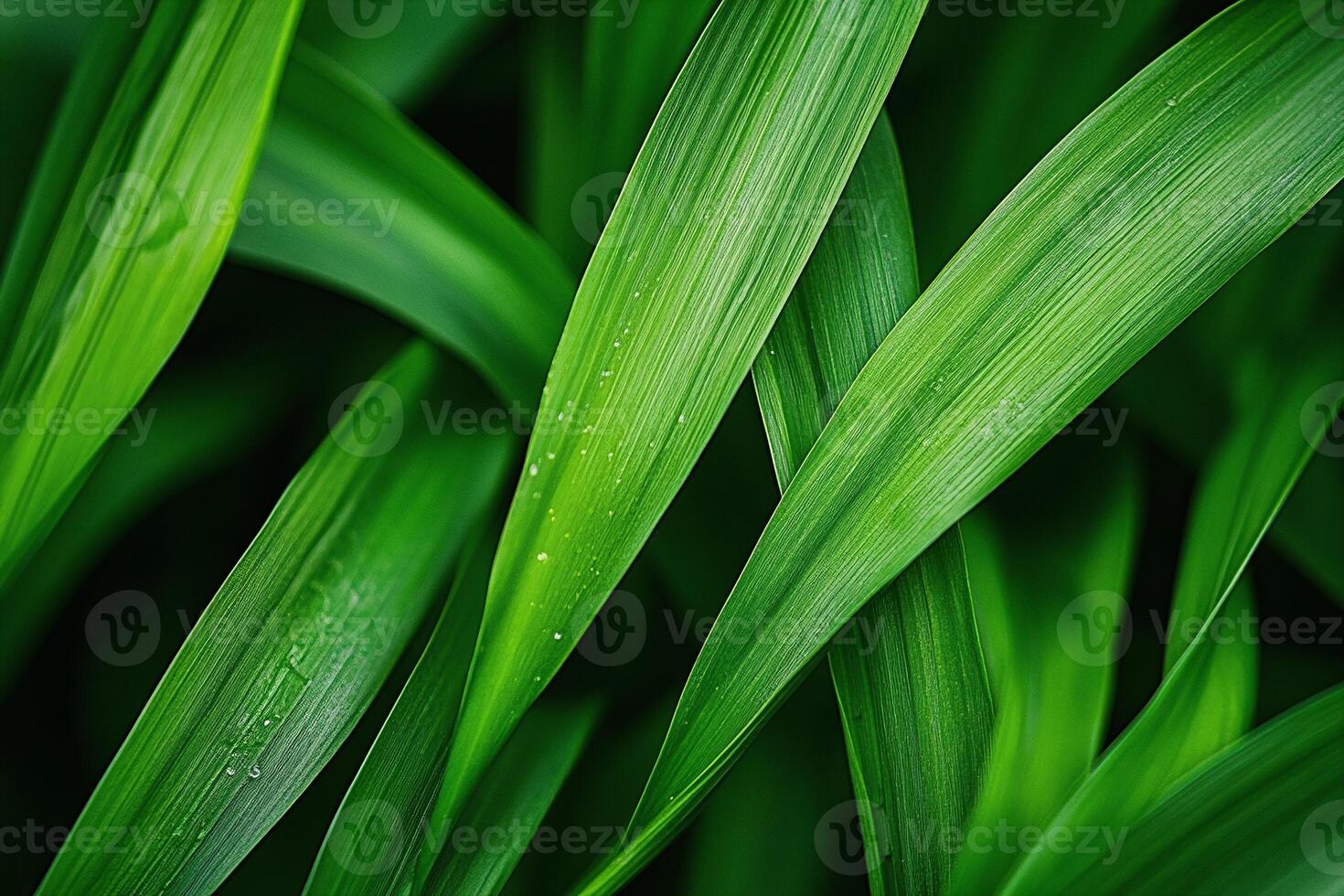 Closeup of Vibrant Green Leaves with Water Droplets on Dark Background Nature Texture Detail photo