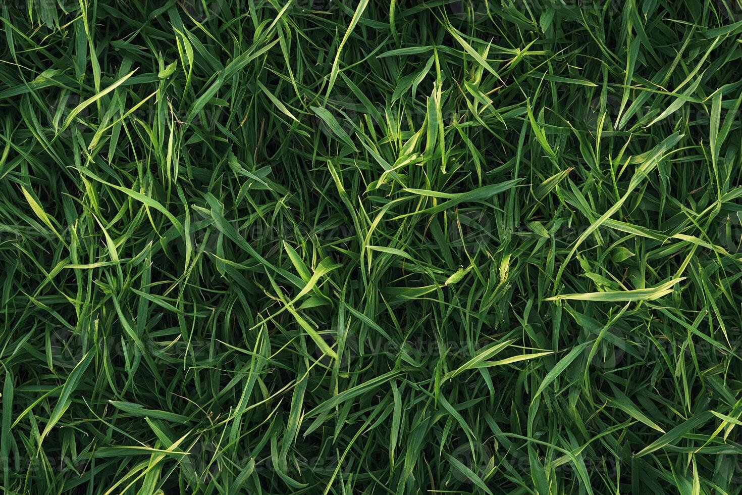 Vibrant Green Grass Closeup View Perfect for Nature and Lawn Backgrounds photo