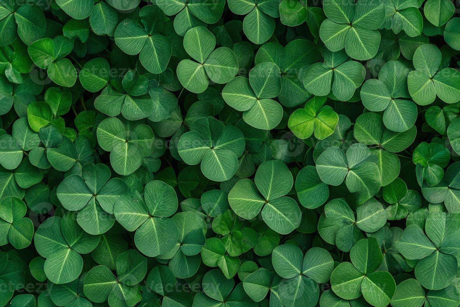 Closeup of Fresh Green Shamrock Leaves with Natural Texture for St Patrick's Day and Nature Themes photo