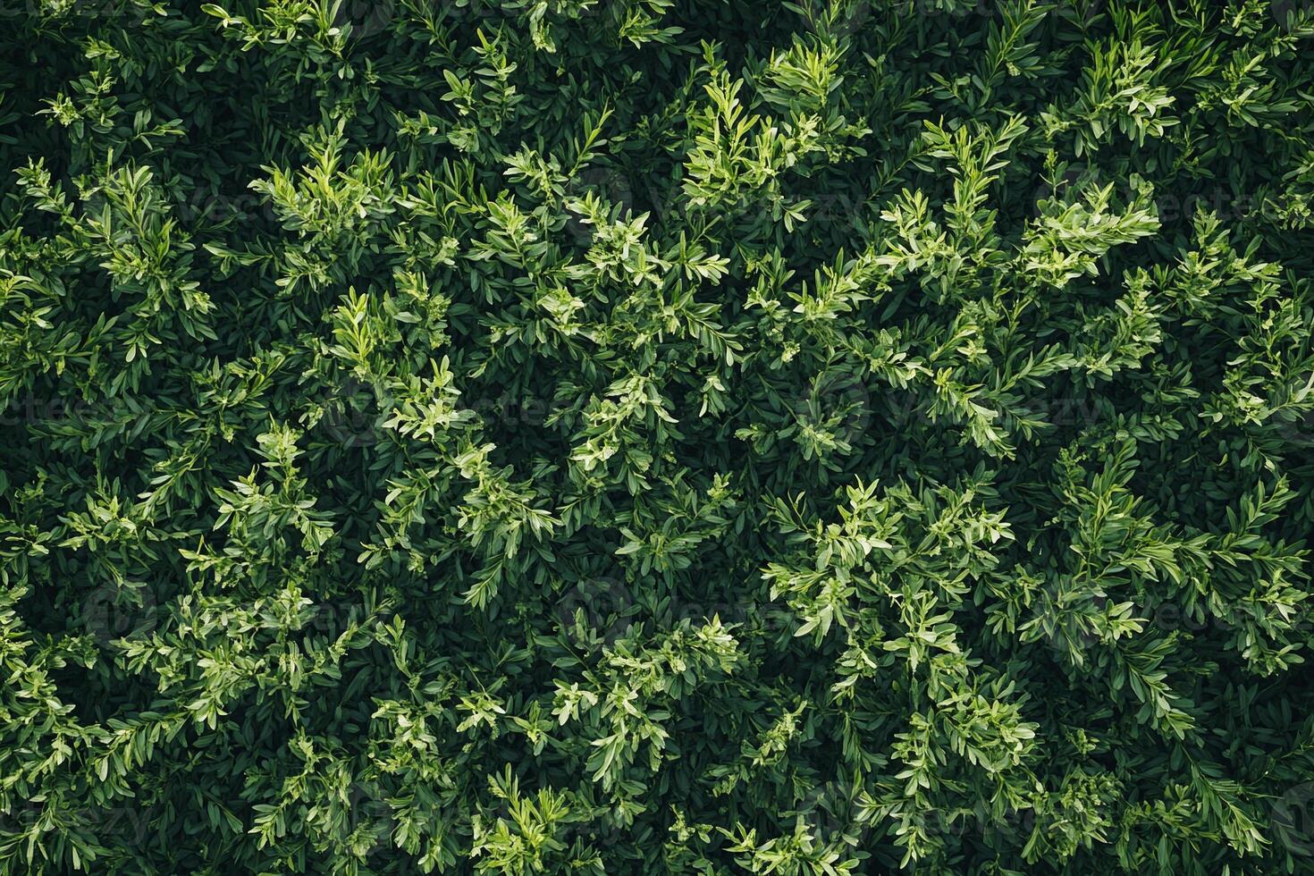 Dense Green Shrub Foliage Pattern with Bright Leaves in Natural Outdoor Environment photo