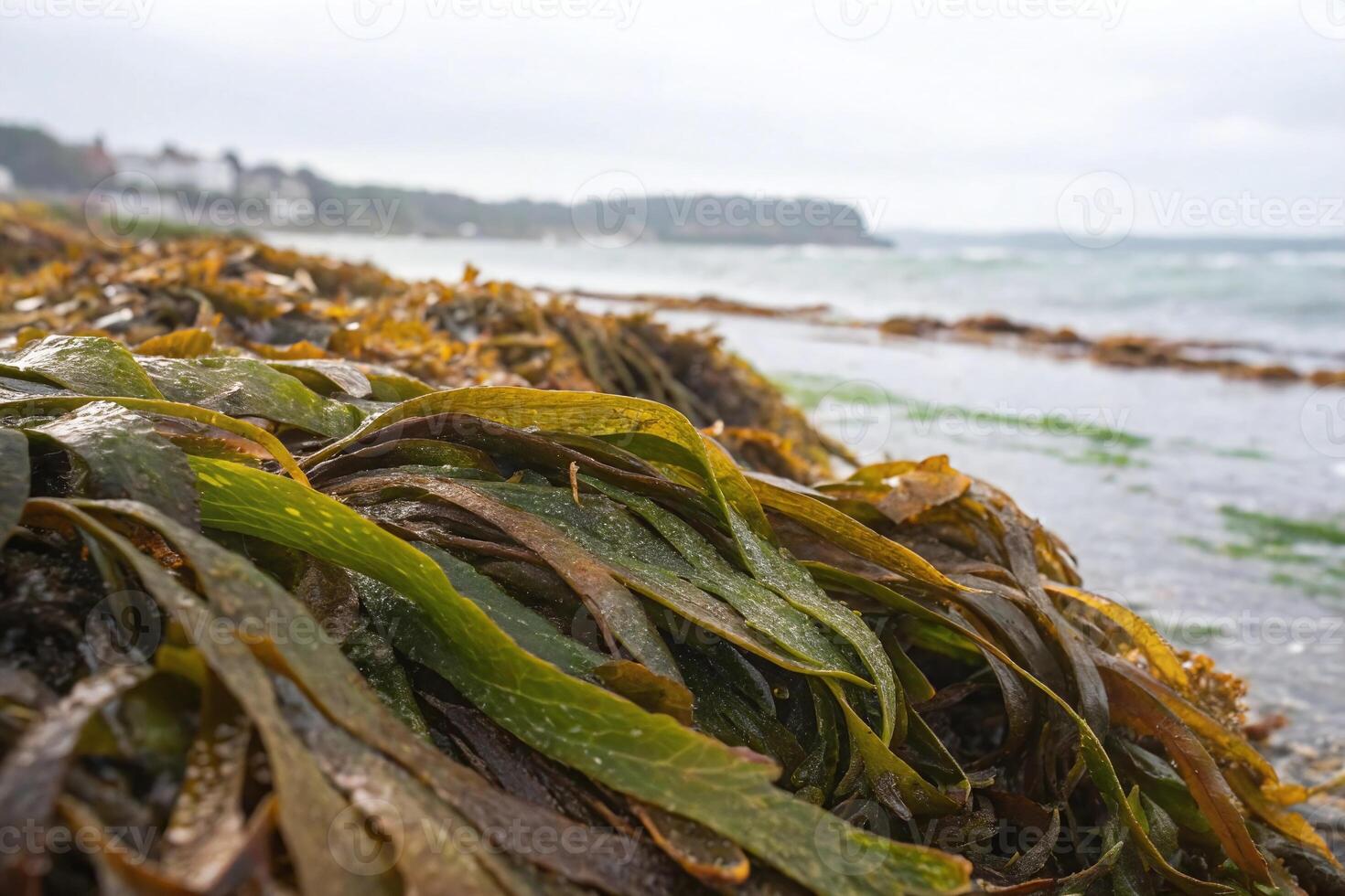 Seaweed on the beach photo