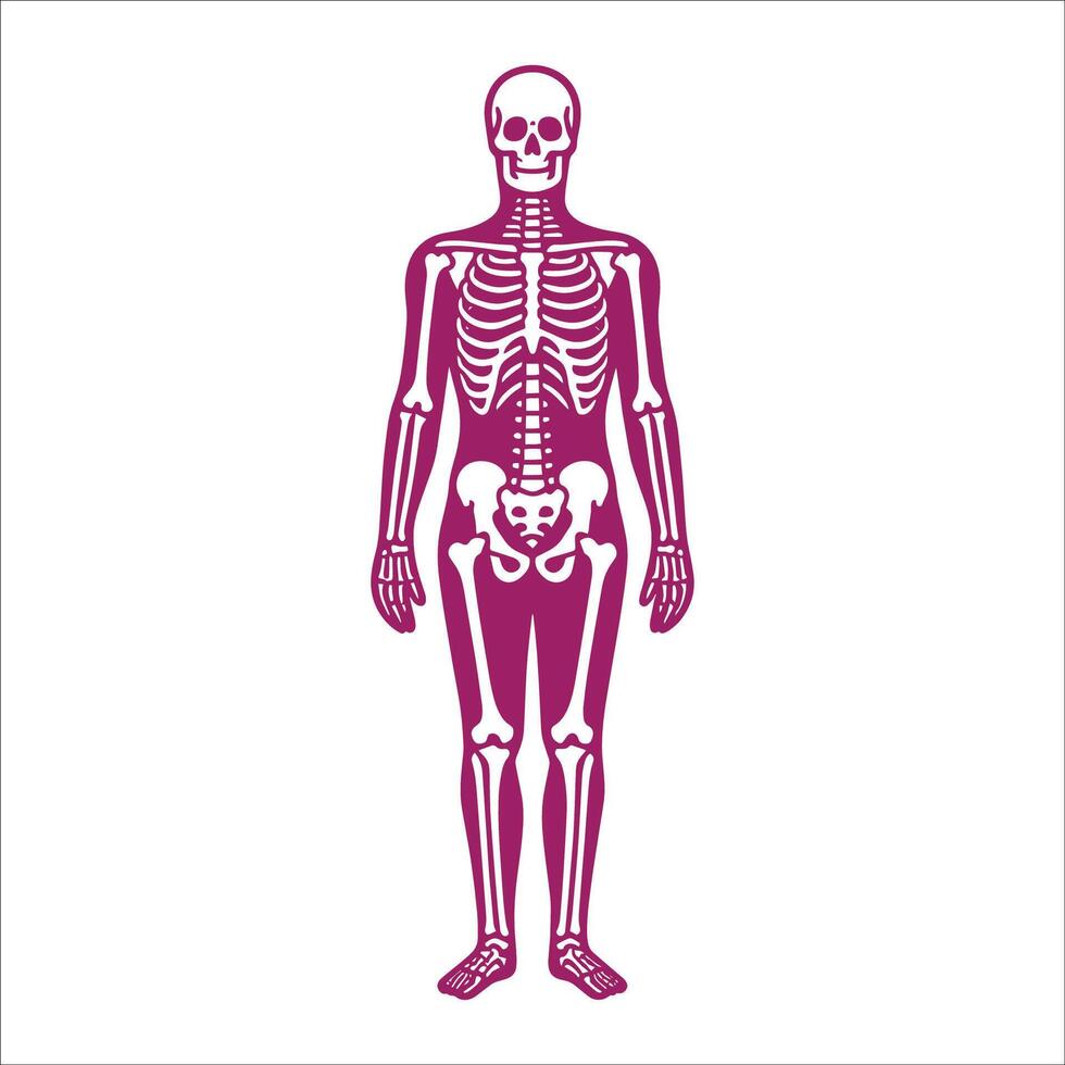 Human skeleton illustration vector