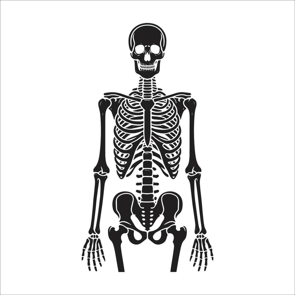 Human skeleton isolated on white background vector